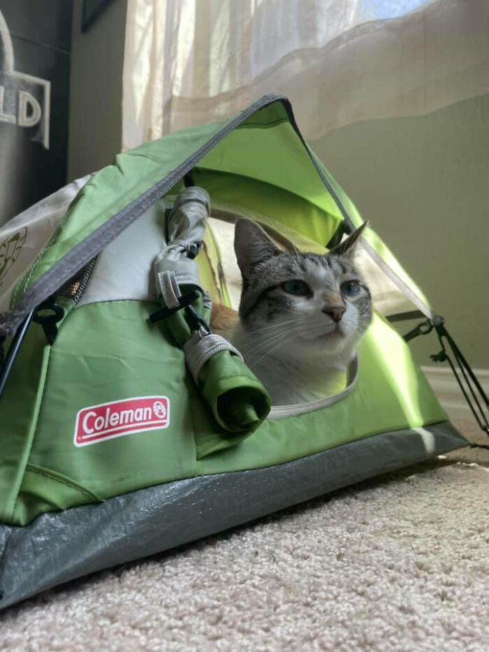 Mini Tent Used For Display At An Outdoor Gear Store That I Found At A Flea Market. Now A Cat Bed