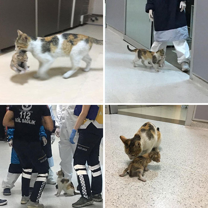 In Istanbul, A Stray Cat Mom Took Her Baby To The Er Doctors And Paramedics Helped The Baby And Took Them To A Vet
