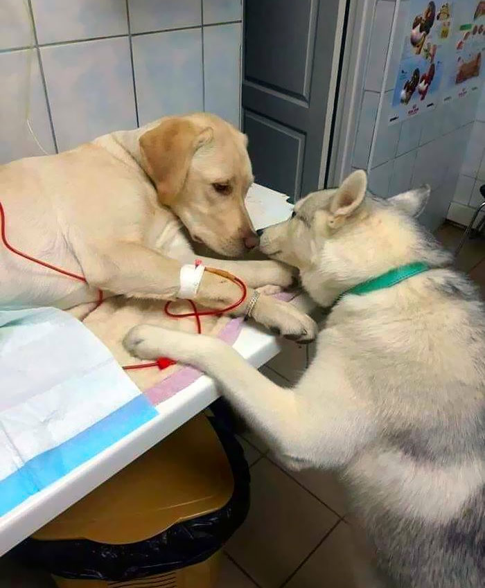 Este veterinario tiene un asistente para perros que ayuda a los pacientes enfermos para hacerles saber que todo estará bien