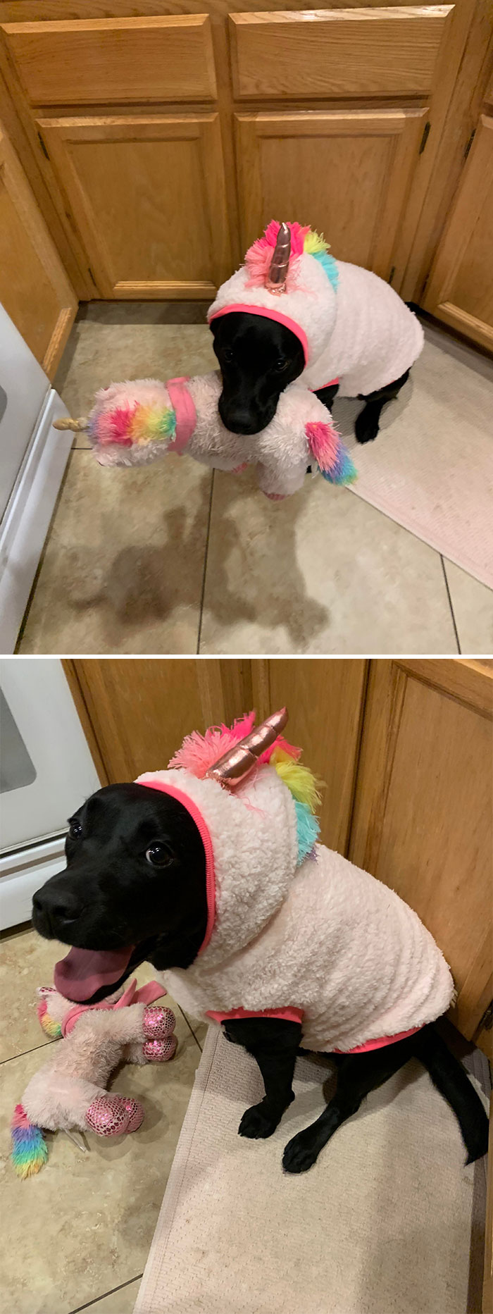 I Present To You My Lil Chönk. She Is Dressed Up As Her Favorite Toy. She Loves You