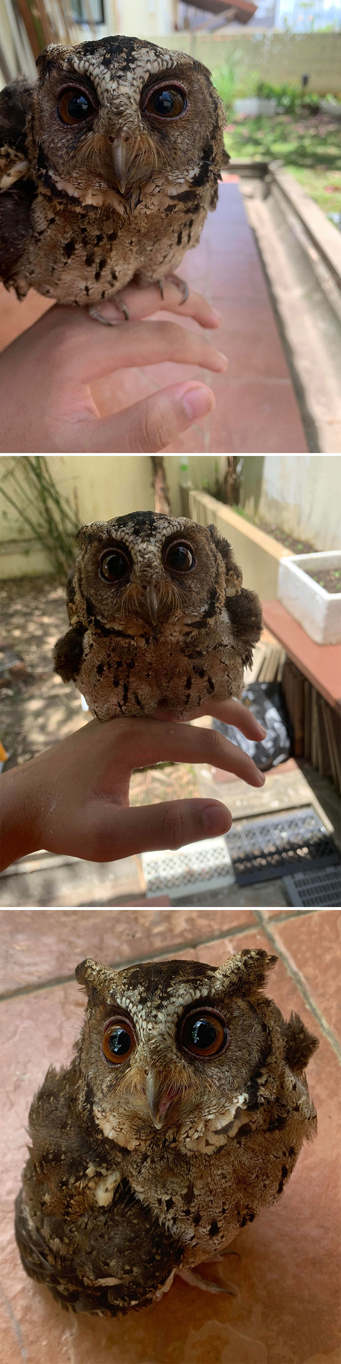 Owl I Found On The Road, It Couldn’t Fly So I Kept It In My Backyard For A Few Hours Till It Flew Away