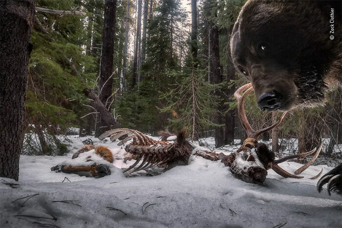 Ganadora en la categoría “Animales en su hábitat”: “Las sobras del grizzly” por Zack Clothier