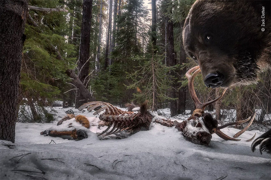 Category Winner. Animals In Their Environment: 'Grizzly Leftovers' By Zack Clothier