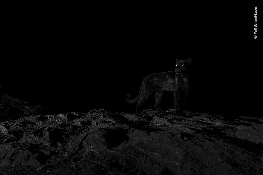 Highly Commended. Animal Portraits: 'Night Eyes' By Will Burrard-Lucas