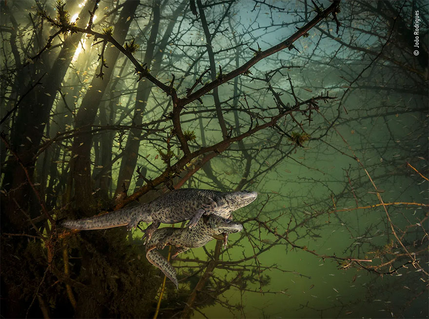 Category Winner. Behaviour: Amphibians And Reptiles: 'Where The Giant Newts Breed' By João Rodrigues