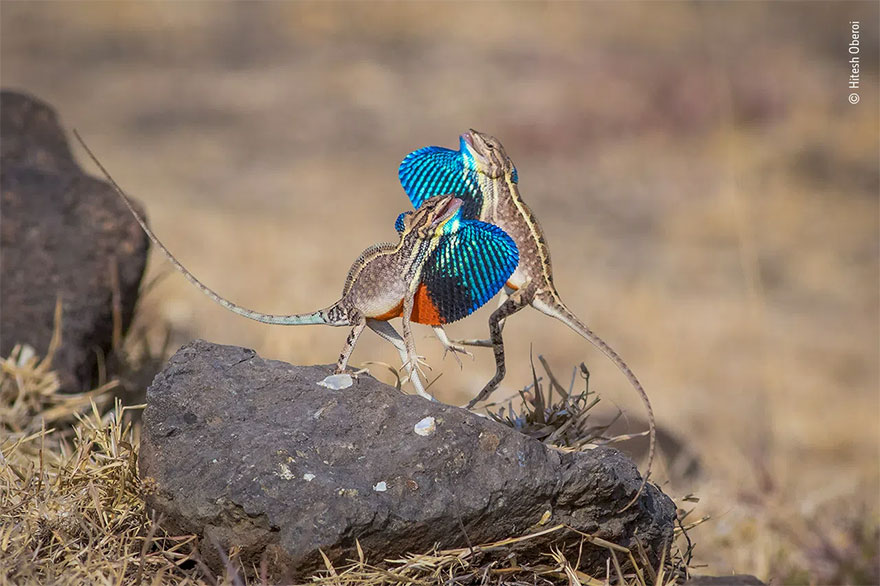 Highly Commended. Behaviour: Amphibians And Reptiles: 'Flashy Fighters' By Hitesh Oberoi