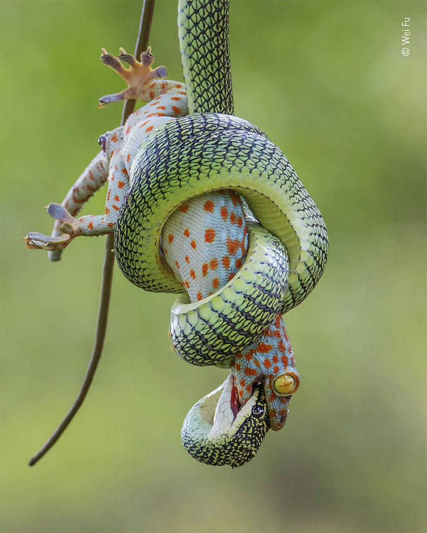 Highly Commended. Behaviour: Amphibians And Reptiles: 'The Gripping End' By Wei Fu
