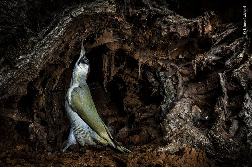 Highly Commended. Behaviour: Birds: 'Ant Pecker' By Łukasz Gwiździel