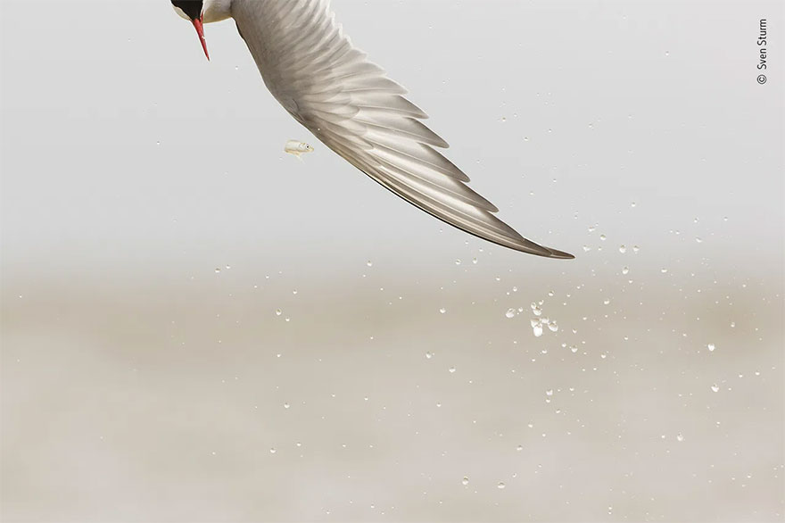Highly Commended. Behaviour: Birds: 'Slippery Catch' By Sven Sturm