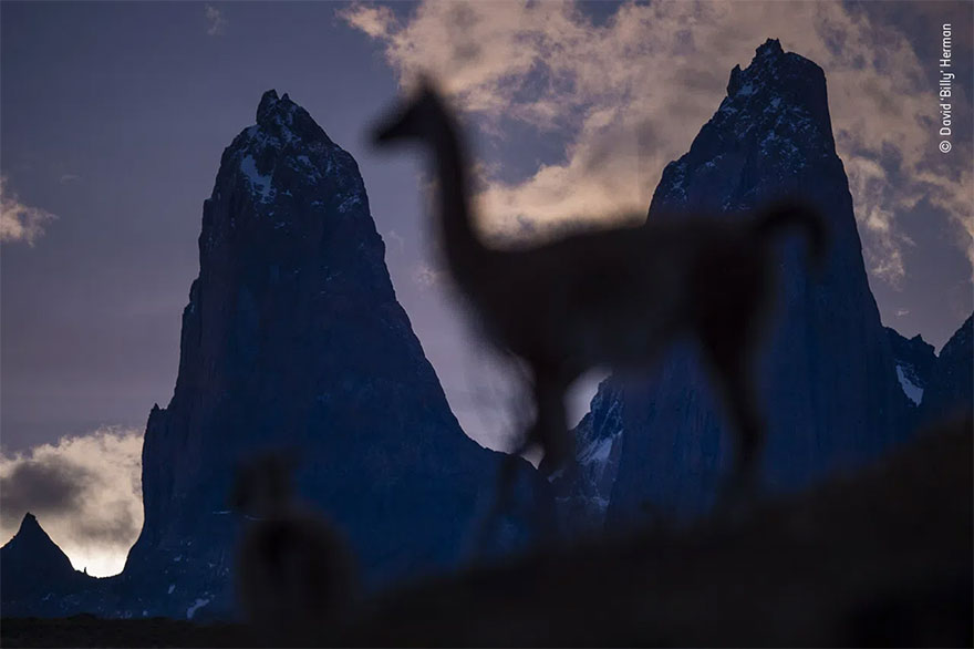 Highly Commended. Animals In Their Environment: 'Peak Sentinel' By David ‘Billy’ Herman