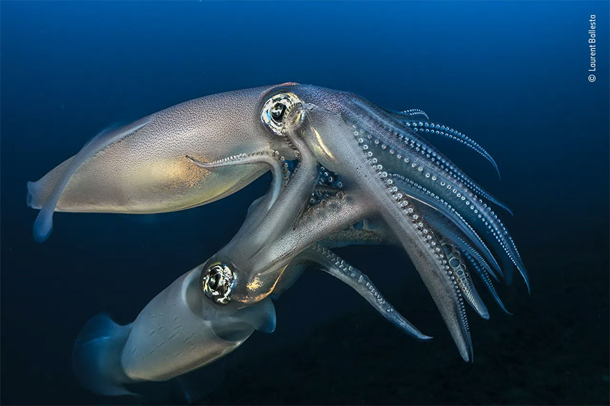 Highly Commended. Behaviour: Invertebrates: 'The Squid Finale' By Laurent Ballesta