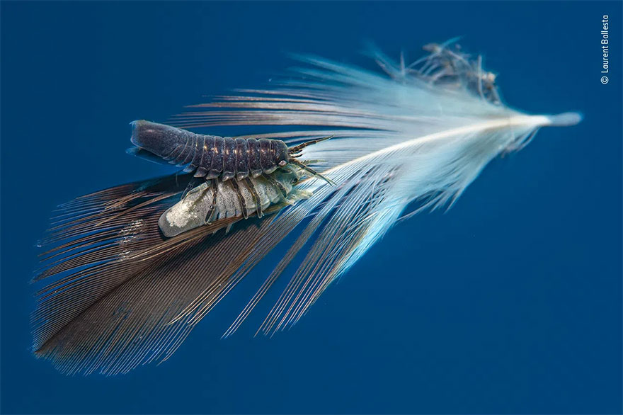 Highly Commended. Behaviour: Invertebrates: 'Feather Mates' By Laurent Ballesta