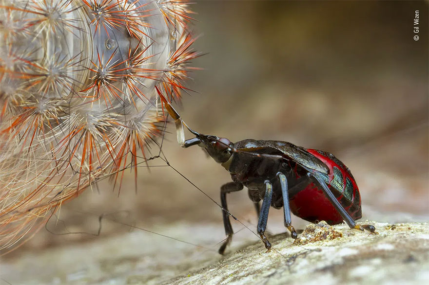 Highly Commended. Behaviour: Invertebrates: 'Bug Filling Station' By Gil Wizen