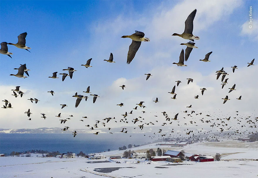 Highly Commended. Animals In Their Environment: "Flying With The Geese" By Terje Kolaas