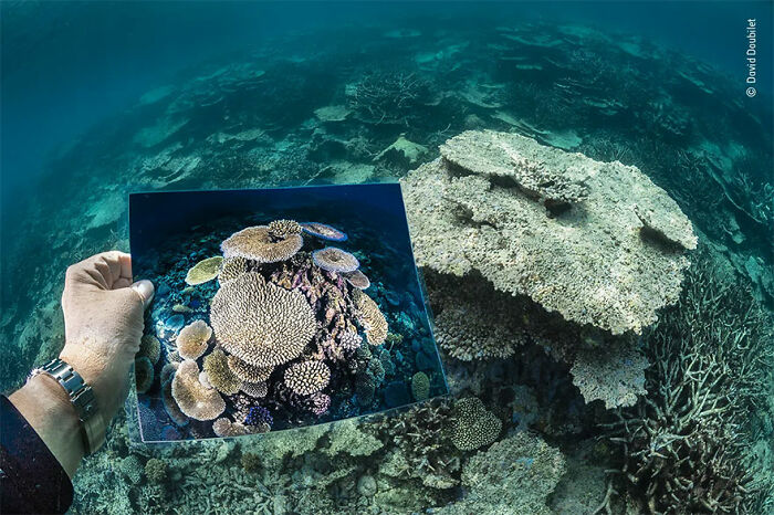 Mención de honor en la categoría “Océanos: un panorama más amplio”: “La muerte de un arrecife” por David Doubilet 