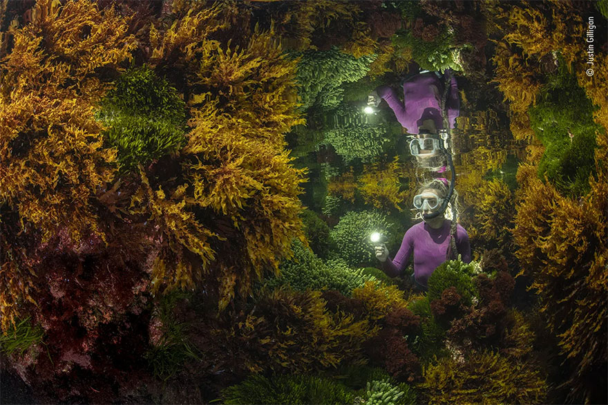 Category Winner. Plants And Fungi: 'Rich Reflections' By Justin Gilligan
