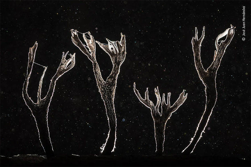 Highly Commended. Plants And Fungi: 'Dead-Tree Fungus' By José Juan Hernández