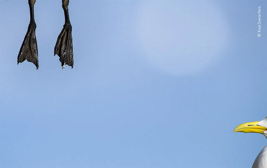 Highly Commended. Natural Artistry: 'Departure' By Knut-Sverre Horn