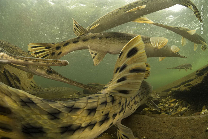 Highly Commended. Underwater: 'River Dance' By David Herasimtschuk
