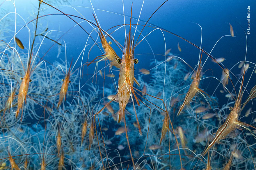 Highly Commended. Underwater: 'Deep Feelers' By Laurent Ballesta