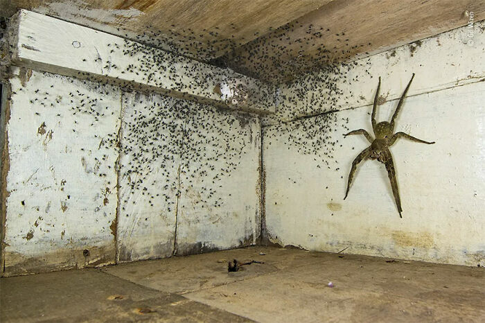 Ganadora en la categoría “Vida silvestre urbana”: “El cuarto de las arañas” por Gil Wizen