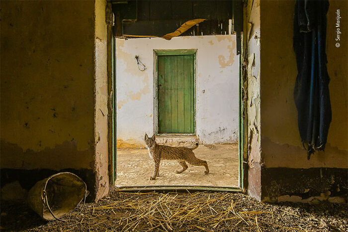 Mención de honor en la categoría “Vida silvestre urbana”: “Un lince bajo el umbral” por Sergio Marijuán