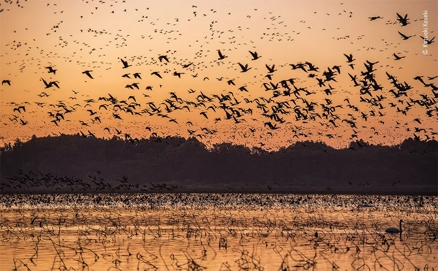 Highly Commended. Wetlands - The Bigger Picture: 'Uplifting Dawn' By Kazuaki Koseki