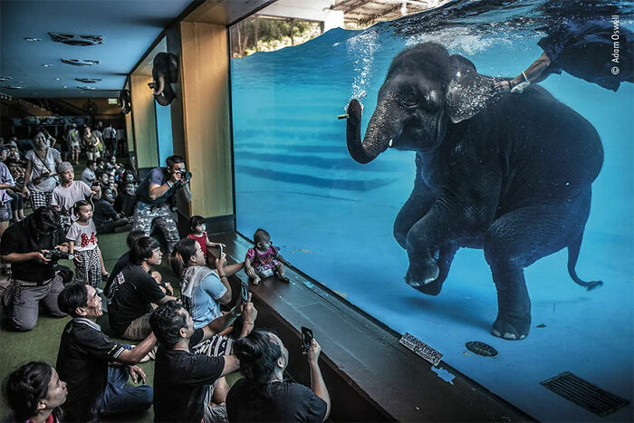 Ganador en la categoría “Fotoperiodismo”: “Un elefante en la habitación” por Adam Oswell