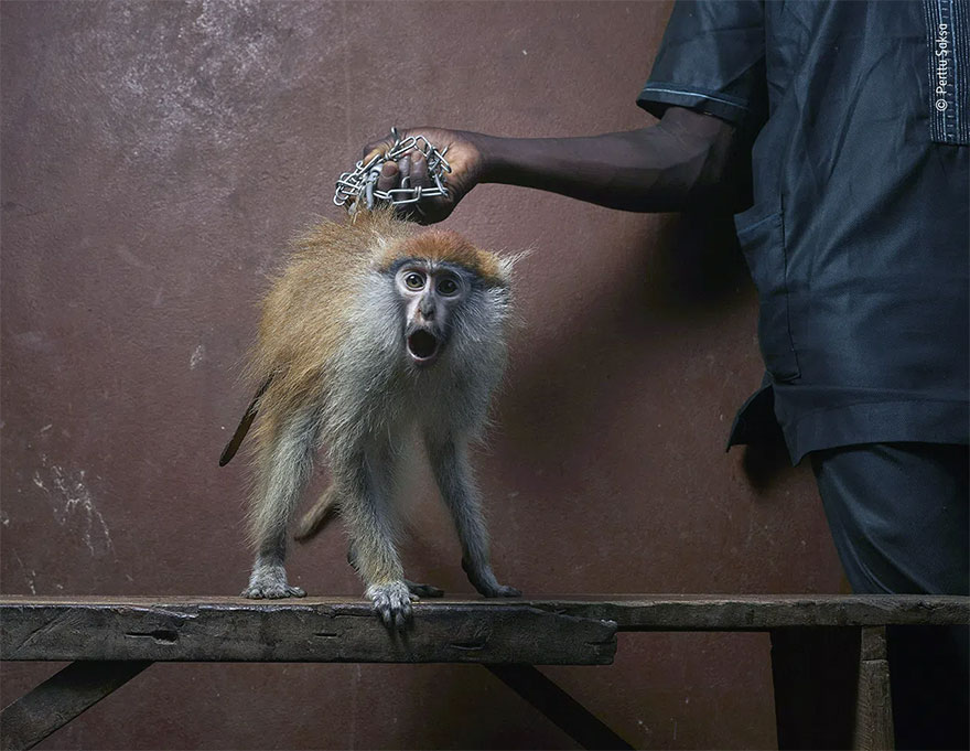 Highly Commended. Photojournalism: 'Monkey For Use' By Perttu Saksa