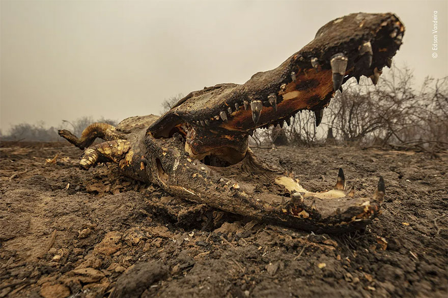 Highly Commended. Photojournalism: 'When The Wetland Caught Fire' By Edson Vandeira
