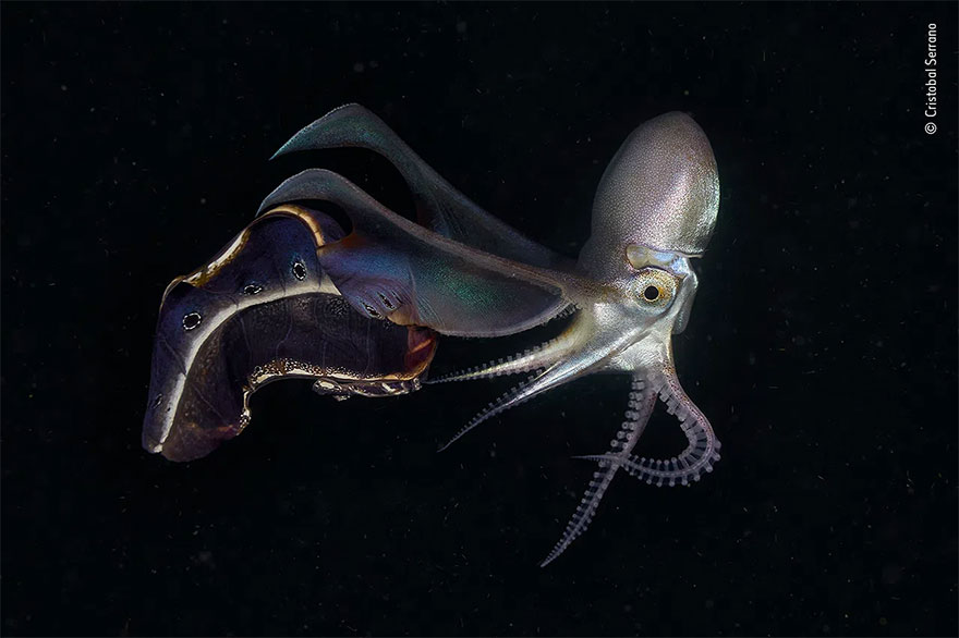 Highly Commended. Animal Portraits: 'Out Of The Black' By Cristobal Serrano