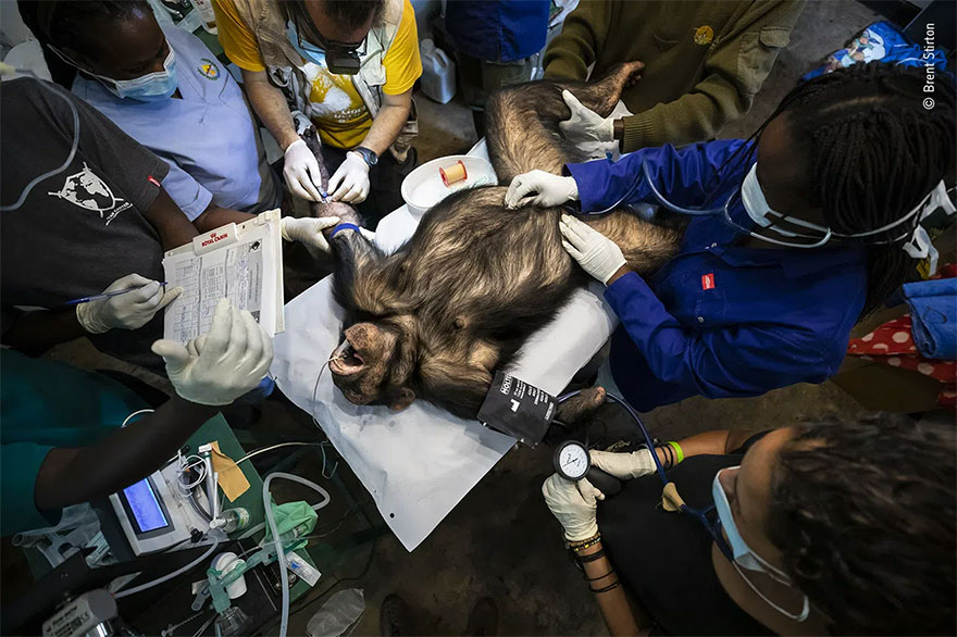 Category Winner. Photojournalist Story Award: 'Chimp Check-Up' By Brent Stirton