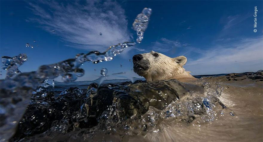 Category Winner. Rising Star Portfolio Award: 'Ice Bear As Sea Bear' By Martin Gregus