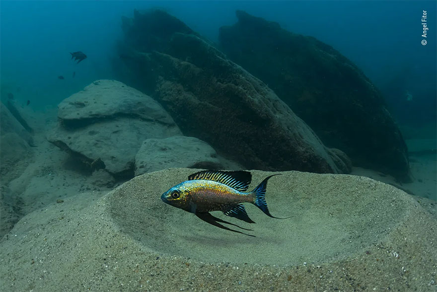 Category Winner. Portfolio Award: 'Flash-Dancing' By Angel Fitor