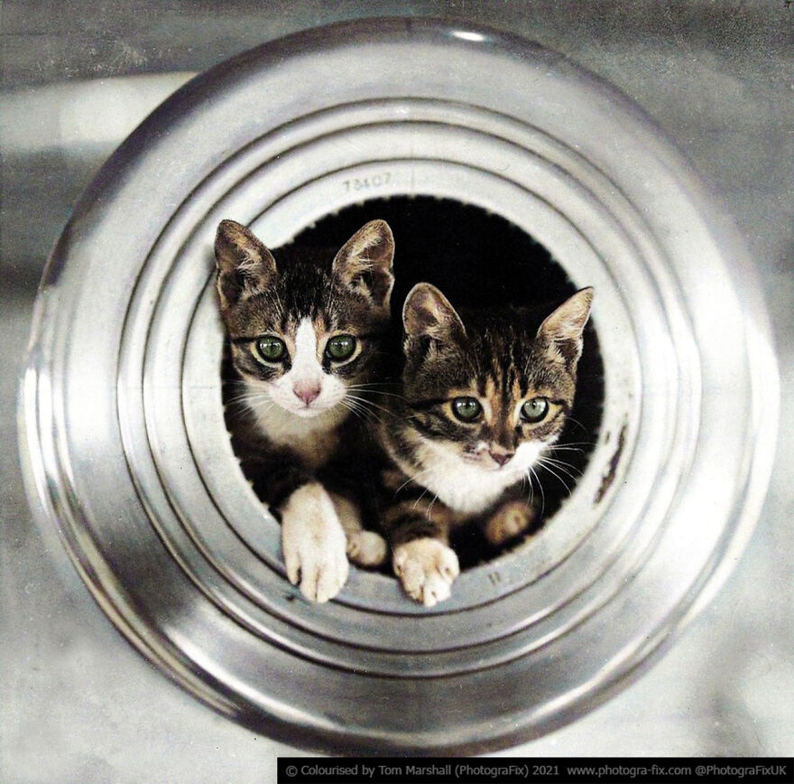 Ship Kittens
