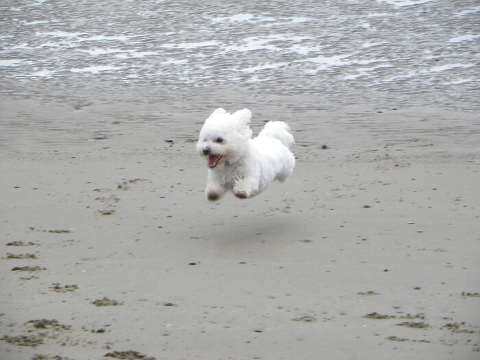Think Ive Posted Before But This Is My Favourite Ever Picture Of My Dog Nico, He Looks Like He’s Flying 😂