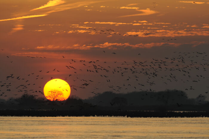 Sandhill Cranes Gathering At Sunset On The Platte River In Nebraska