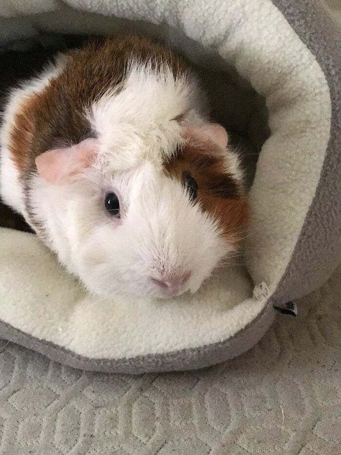 My Guinea Pigs House (I Need To Clean It) And A Bonus Pic Of My Baby Charlie
