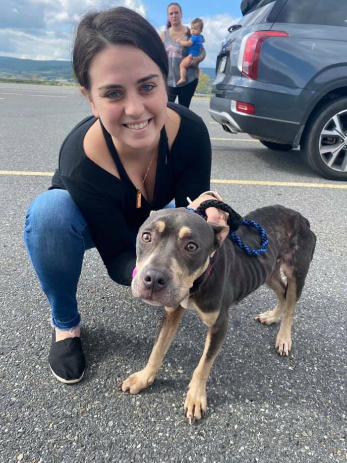 Woman Takes A Starving Pit Bull Under Her Wing After It Had Been Found Locked Up In An Abandoned House With A Broken Leg And No Food Woman Takes A Starving Pit Bull Under Her Wing After It Had Been Found Locked Up In An Abandoned House With A Broken Leg And No Food