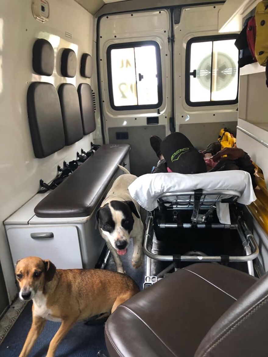 Two Loyal Dogs Stand By Their Sick Owner, Personnel Decides To Bring Them Along In An Ambulance