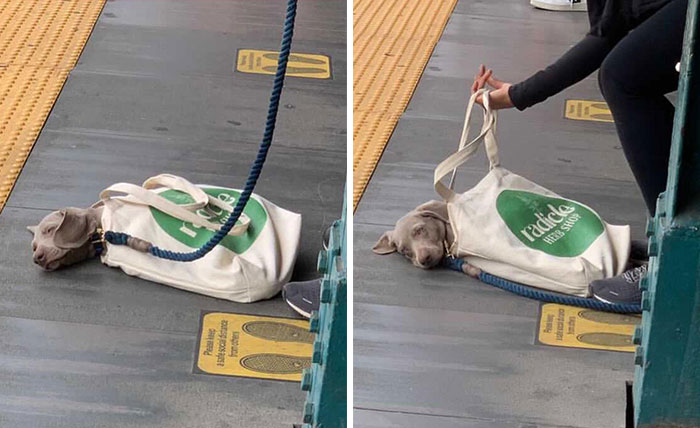 41 Times Folks Were Caught Carrying Dogs In Bags And It’s Adorable