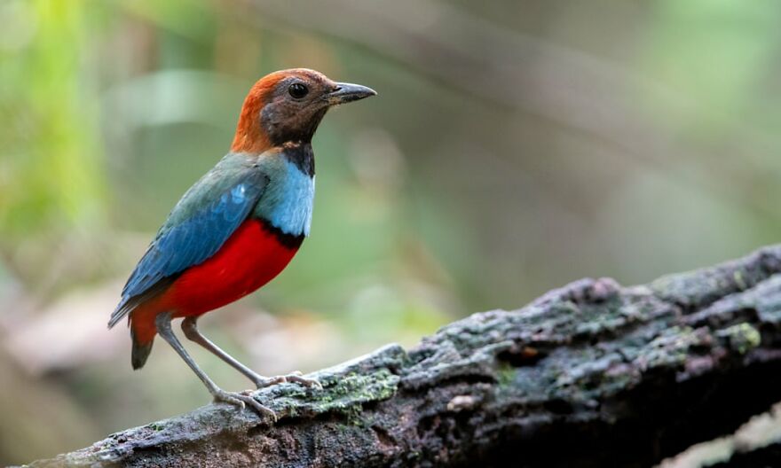 "BirdLife Australia" Released Their 2022 Calendar And It Features Incredible Bird Photographs