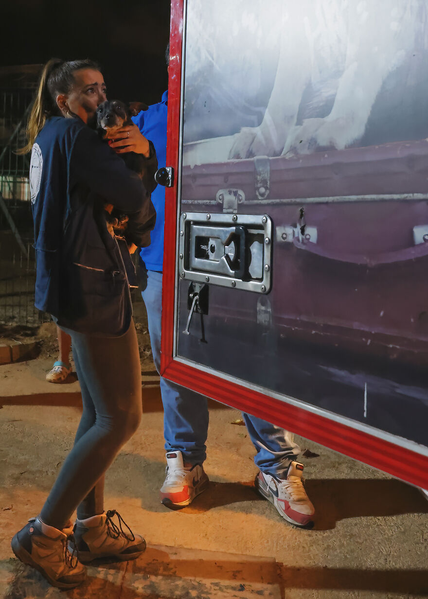 After Spending 10 Days In A Shelter With 500 Dogs, I Decided To Bring Some Of These Rescues With Me Back To The US After Spending 10 Days In A Shelter With 500 Dogs, I Decided To Bring Some Of These Rescues With Me Back To The US