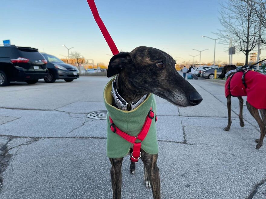 After Spending 10 Days In A Shelter With 500 Dogs, I Decided To Bring Some Of These Rescues With Me Back To The US After Spending 10 Days In A Shelter With 500 Dogs, I Decided To Bring Some Of These Rescues With Me Back To The US