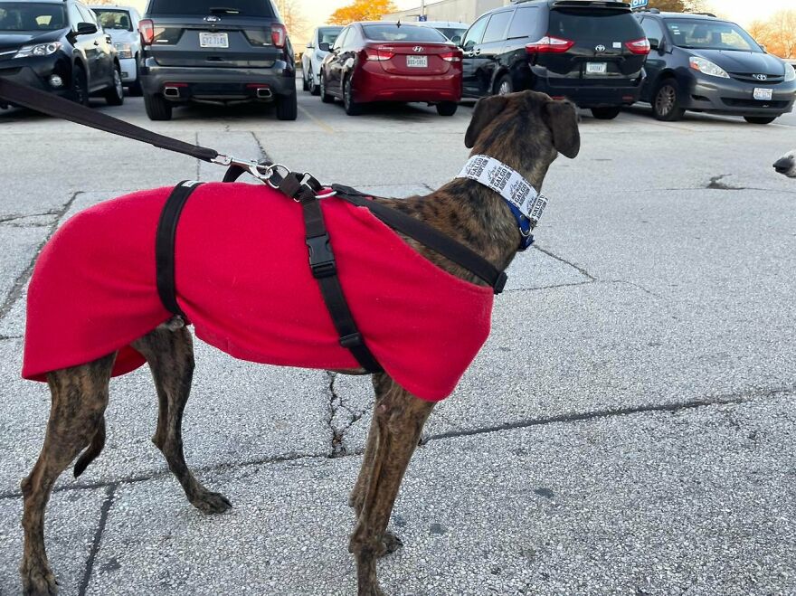 After Spending 10 Days In A Shelter With 500 Dogs, I Decided To Bring Some Of These Rescues With Me Back To The US After Spending 10 Days In A Shelter With 500 Dogs, I Decided To Bring Some Of These Rescues With Me Back To The US