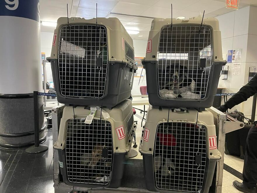 After Spending 10 Days In A Shelter With 500 Dogs, I Decided To Bring Some Of These Rescues With Me Back To The US After Spending 10 Days In A Shelter With 500 Dogs, I Decided To Bring Some Of These Rescues With Me Back To The US