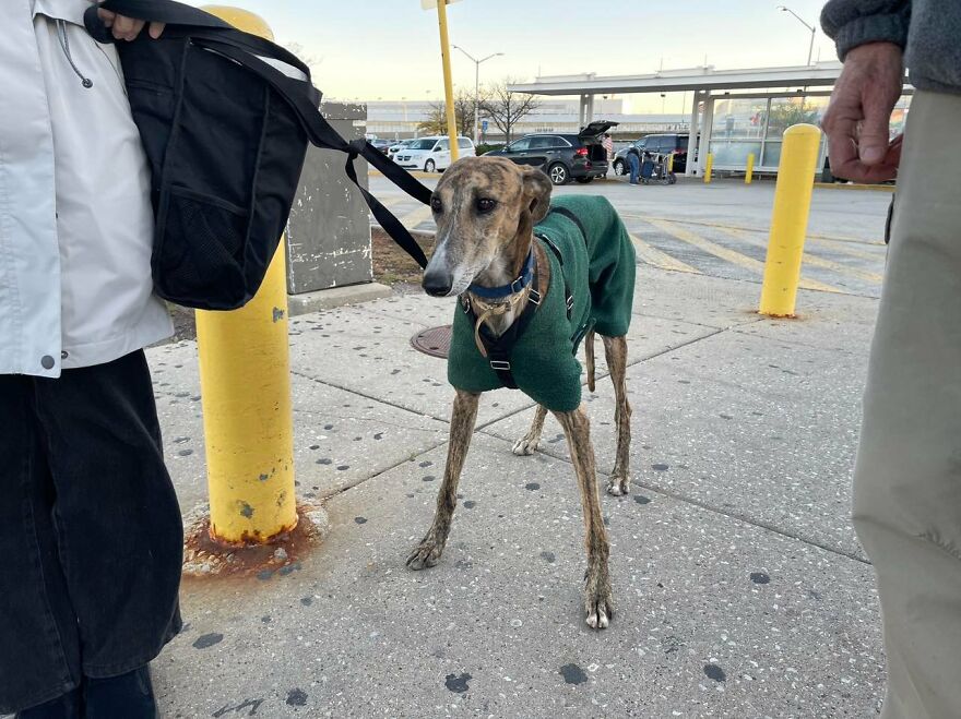 After Spending 10 Days In A Shelter With 500 Dogs, I Decided To Bring Some Of These Rescues With Me Back To The US After Spending 10 Days In A Shelter With 500 Dogs, I Decided To Bring Some Of These Rescues With Me Back To The US