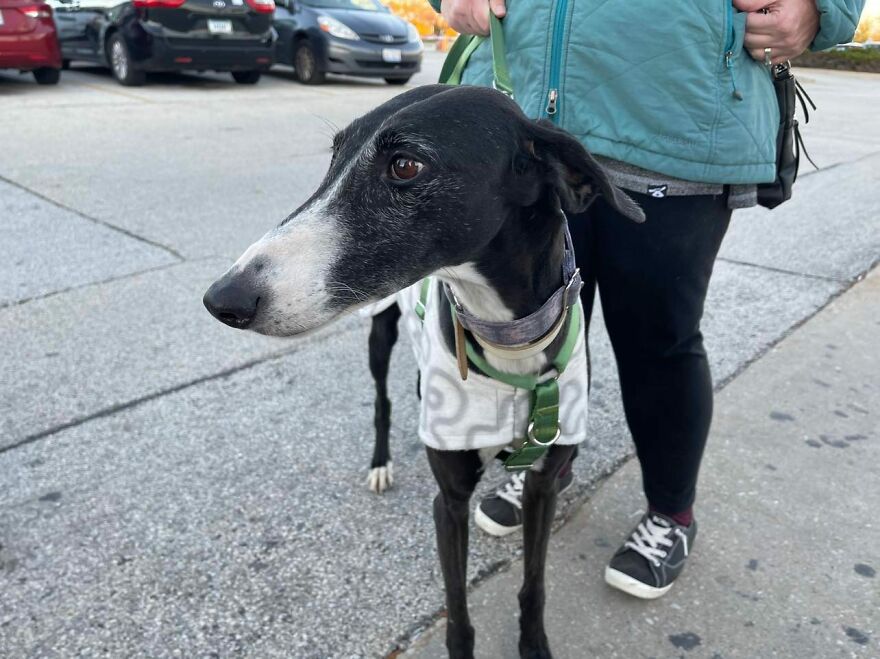 After Spending 10 Days In A Shelter With 500 Dogs, I Decided To Bring Some Of These Rescues With Me Back To The US After Spending 10 Days In A Shelter With 500 Dogs, I Decided To Bring Some Of These Rescues With Me Back To The US