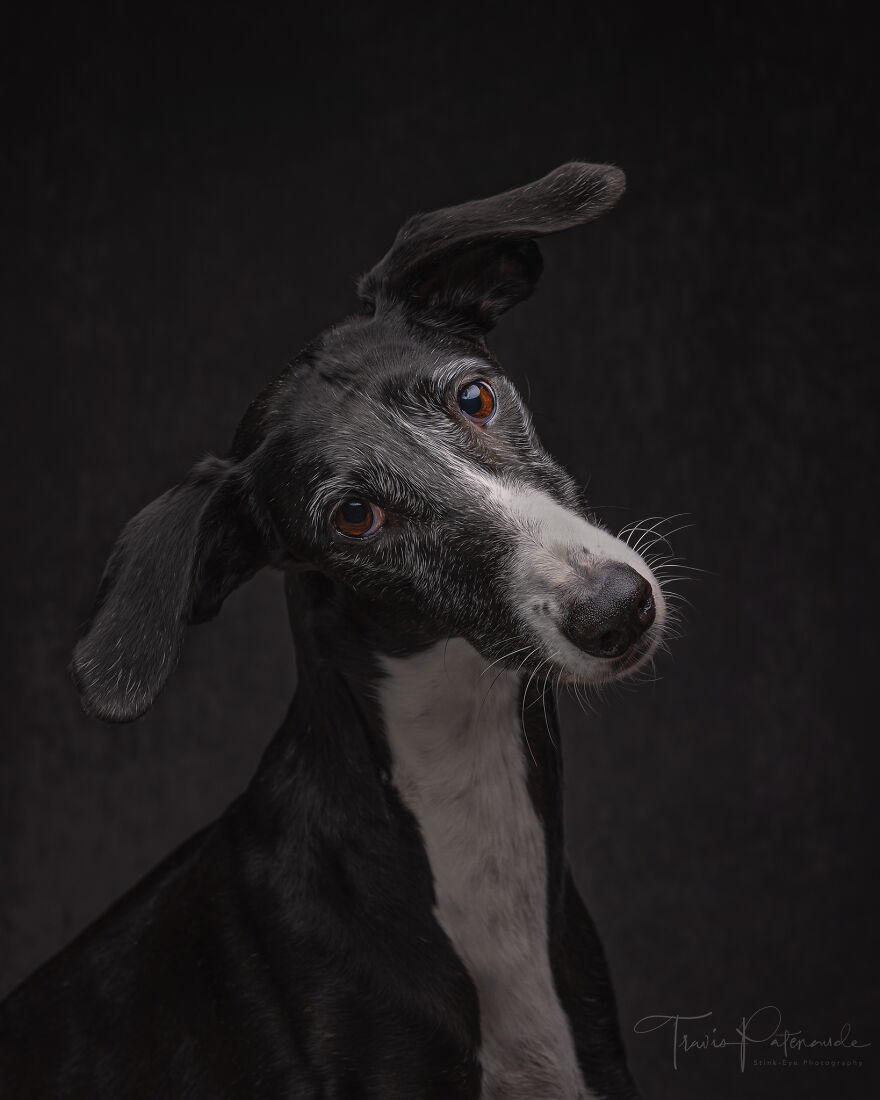 After Spending 10 Days In A Shelter With 500 Dogs, I Decided To Bring Some Of These Rescues With Me Back To The US After Spending 10 Days In A Shelter With 500 Dogs, I Decided To Bring Some Of These Rescues With Me Back To The US