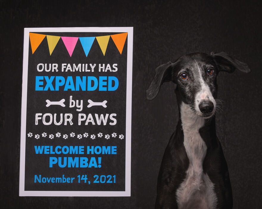 After Spending 10 Days In A Shelter With 500 Dogs, I Decided To Bring Some Of These Rescues With Me Back To The US After Spending 10 Days In A Shelter With 500 Dogs, I Decided To Bring Some Of These Rescues With Me Back To The US